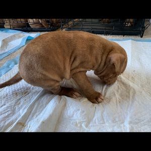 Meet your Posher, Andre